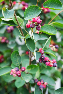 Shadberry berries on a bush in the garden, at sunny day. Close-up organic, ripe berries on the branch of amelanchier canadensis tree, selective focus.