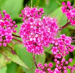 flowers in the garden