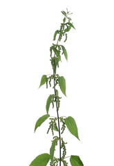 Nettle plant with leaves and seeds isolated on white background, clipping path