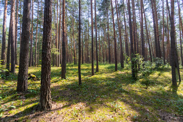 Fototapeta na wymiar pine forest in summer 