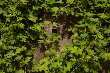 A green ivy plant growing on a board fence. Solid background for design.