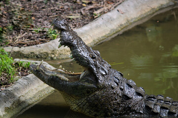 Chiapas crocodile resting in the zoo