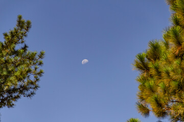 Alguns galhos de árvores com lua e céu azul ao fundo.