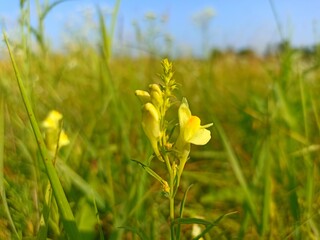 Linaria vulgaris, the common toadflax, yellow toadflax, butter-and-eggs, is a species of toadflax (Linaria)