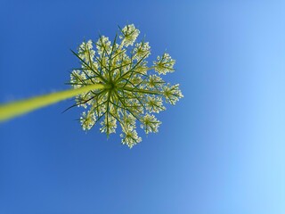 Daucus carota, whose common names include wild carrot, bird's nest, bishop's lace, and Queen Anne's...