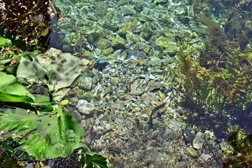 Bottom of transparent river with fallen green leaves