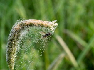 Mucha w sieci pająka
