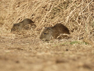 Cavia aperea