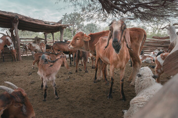 Día de campo y animales en el rancho.
