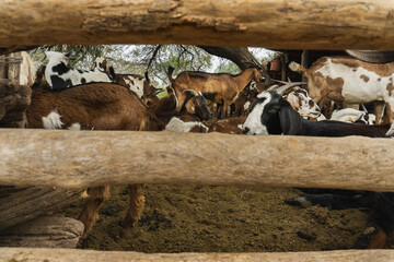 Día de campo y animales en el rancho.