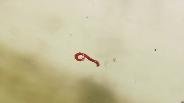 The mosquito larva (Chironomus plumosus) writhes under the water in a garden tank.