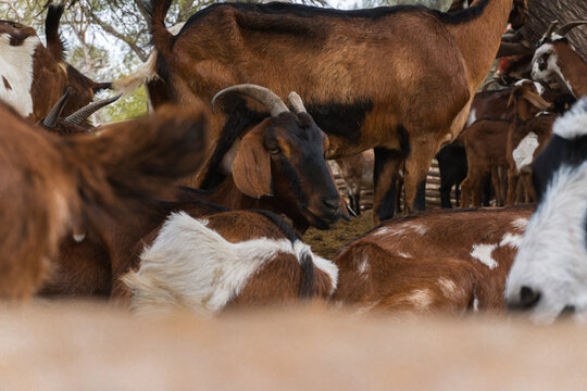 D&iacute;a de campo y animales en el rancho.