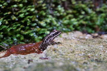 small frog on a stone