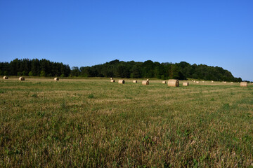 Fototapeta premium Rolls - bales of hay in a clearing with a slight slope after mowing on a sultry sunny evening against the backdrop of a fresh green forest under a blue cloudless sky.