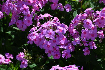 Beautiful blooming pink phlox close-up. Flowers in the garden on a summer day. Large inflorescences.