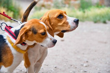 A cute little puppy beagle with her mom outdoors. Beagle dogs on a sunny summer day