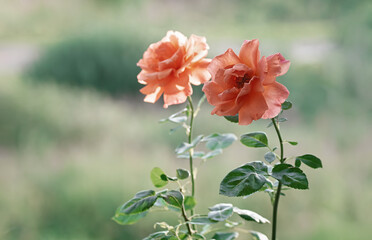 Beautiful blooming orange rose in the summer garden. Floribunda Rose Easy Does it. Close-up.