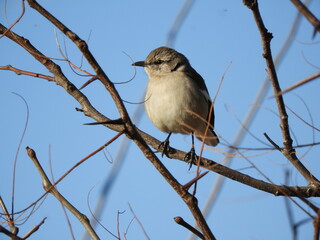 Mimus patagonicus
