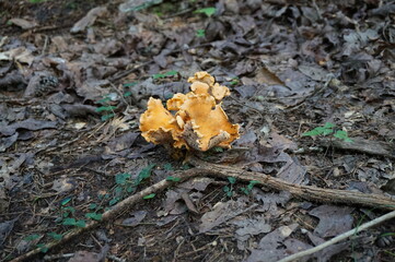 fungus growing on the forest floor.