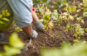una flor roja, mujer latina trabajando en mantenimiento de jardin con un pico en un paque 