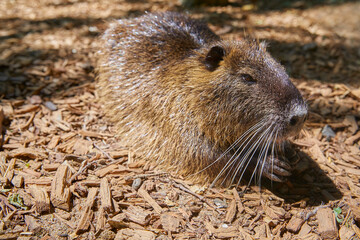 Curious marsh beaver, (nutria) close-up.