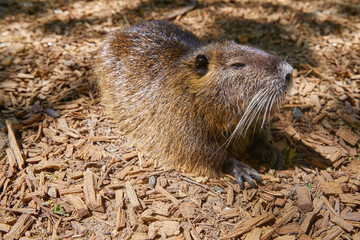 Curious marsh beaver, (nutria) close-up.