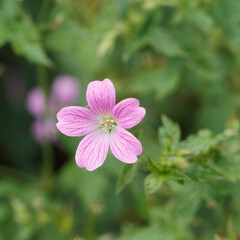 Fototapeta premium Gros plan sur une petite fleur rose de géranium noueux ou géranium à tige noueuse (Geranium nodosum)