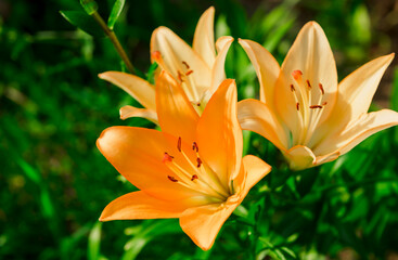 Fototapeta premium Beautiful Lily flower on green leaves background. Lilium longiflorum flowers in the garden. Background texture plant fire lily with orange buds. Image plant blooming orange tropical flower tiger lily