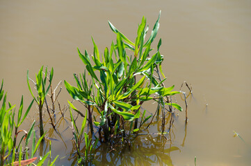 Botanical collection, edible sea aster plant, Tripolium pannonicum, growing on salt marshes