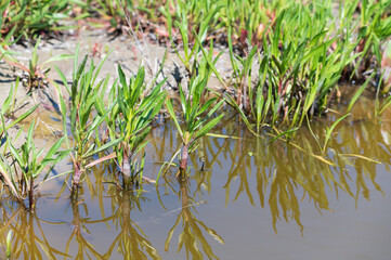 Botanical collection, edible sea aster plant, Tripolium pannonicum, growing on salt marshes