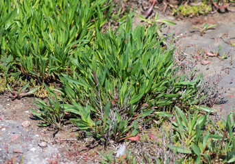 Botanical collection, edible sea aster plant, Tripolium pannonicum, growing on salt marshes