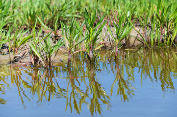 Botanical collection, edible sea aster plant, Tripolium pannonicum, growing on salt marshes