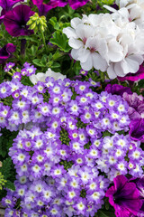 Colorful summer flowers is blossom in garden or outdoor patio