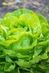 Eco farming in Netherlands, plantations of young green lettuce salade plants, healthy organic food