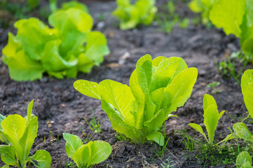 Eco farming in Netherlands, plantations of young green lettuce salade plants, healthy organic food