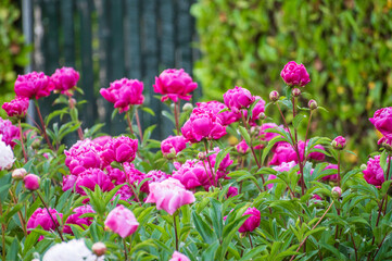 Seasonal blossoming of colorful big peony roses in garden