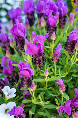 Seasonsl violet blossom of aromatic plant lavender in summer garden