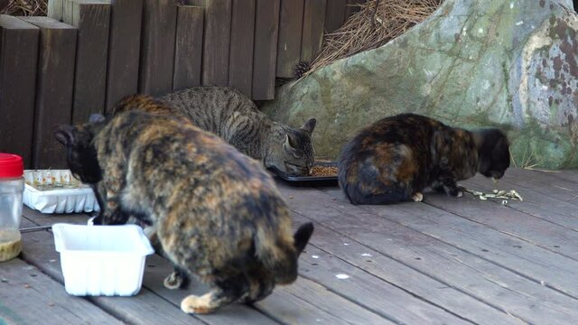 stray cats are eating the feed