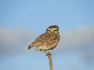 Athene cunicularia