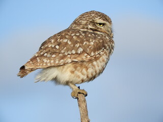 Athene cunicularia