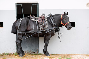 Full body portrait of a black breton horse with harness