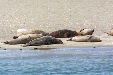 Animal collection, group of big sea seals resting on sandy beach during low tide in Oosterschelde, Zeeland, Netherlands