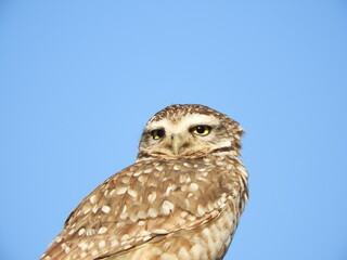 Athene cunicularia