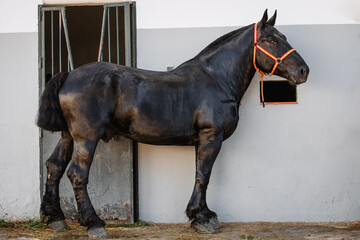 Full body portrait of a black breton horse