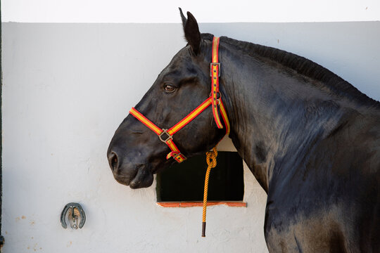 Face portrait of a beautiful black breton horse