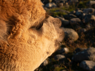 Llama closeups with eyelashes and teeth