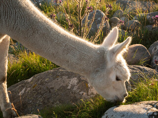 Llama closeups with eyelashes and teeth