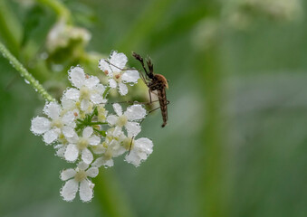 dziwny owad siedzący na białym kwiatku
