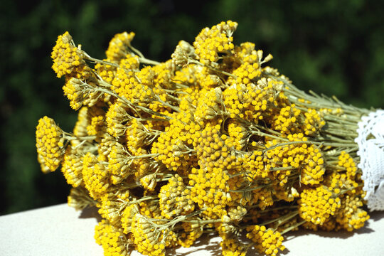 A bouquet of yellow blossoming immortelles laid horizontally