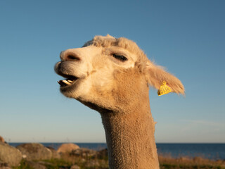 Llama closeups with eyelashes and teeth